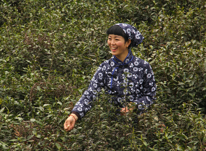 水墨牡丹